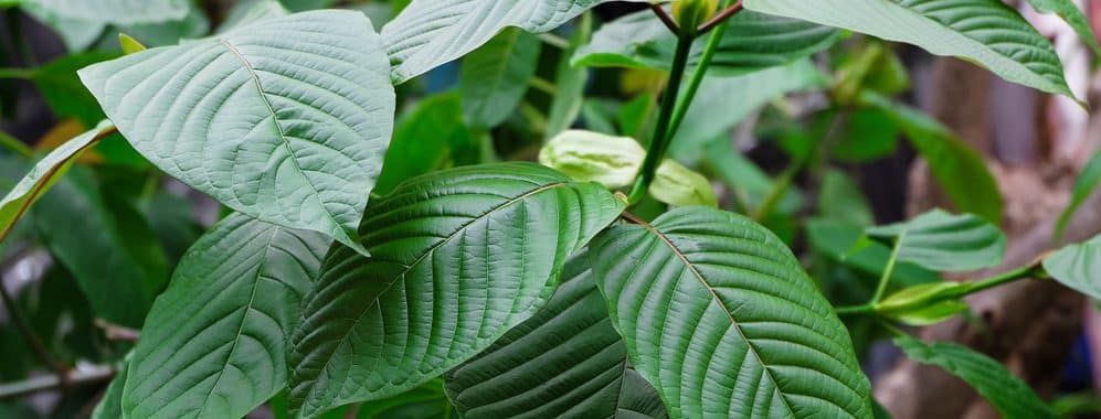 Interesting things about kratom